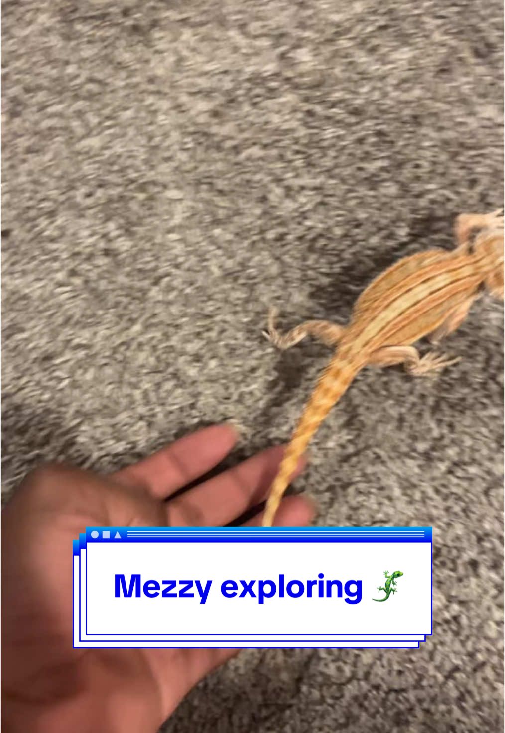 @Mezzy 🦎