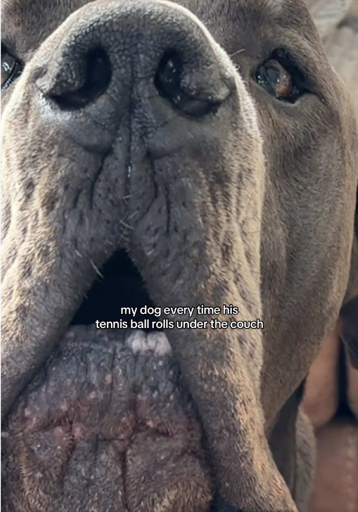 @GUNNER | Great Dane