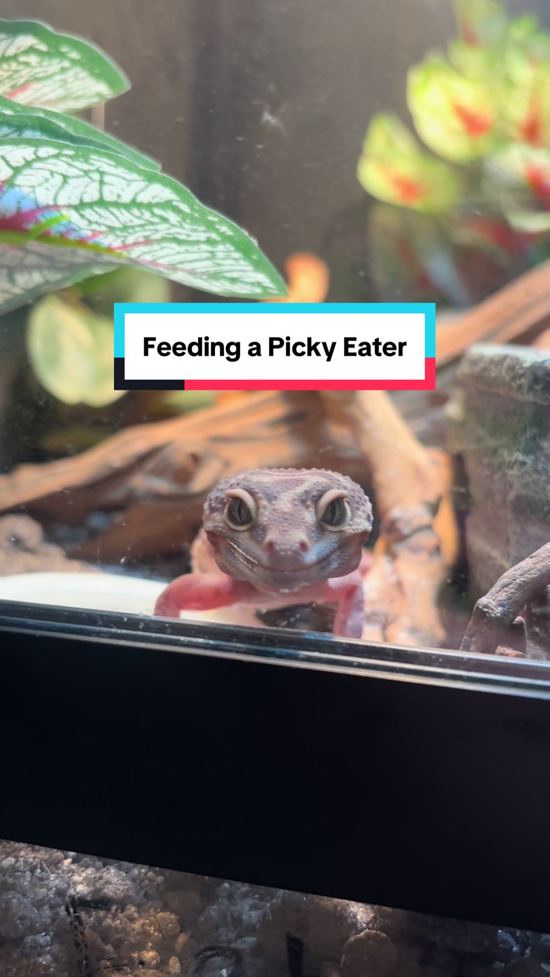 @Megan 🦎 🐈