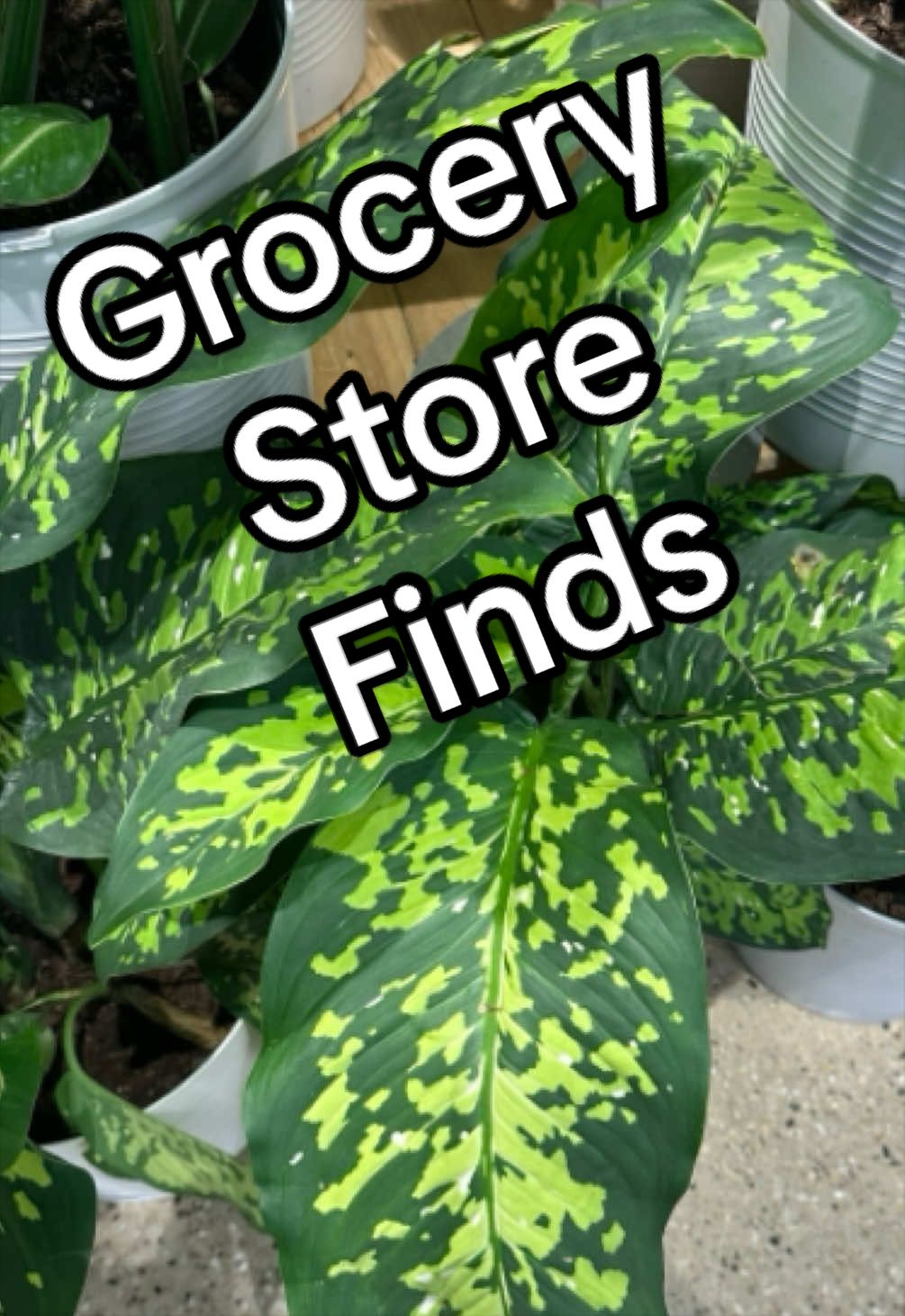 @PrettyGreenPlantThings