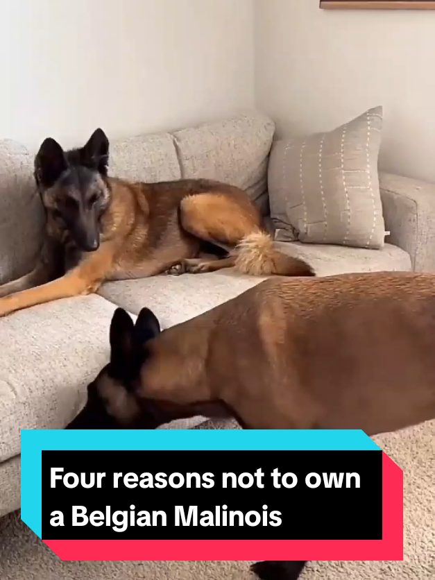 @The pet post