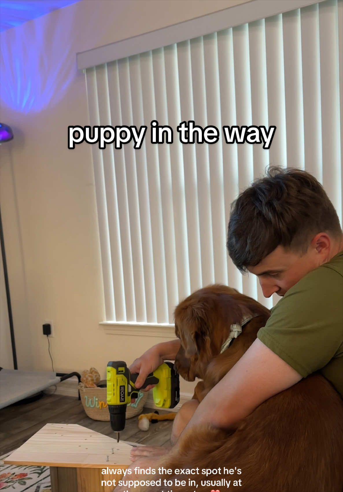 @Winston the Golden Pup 🍯