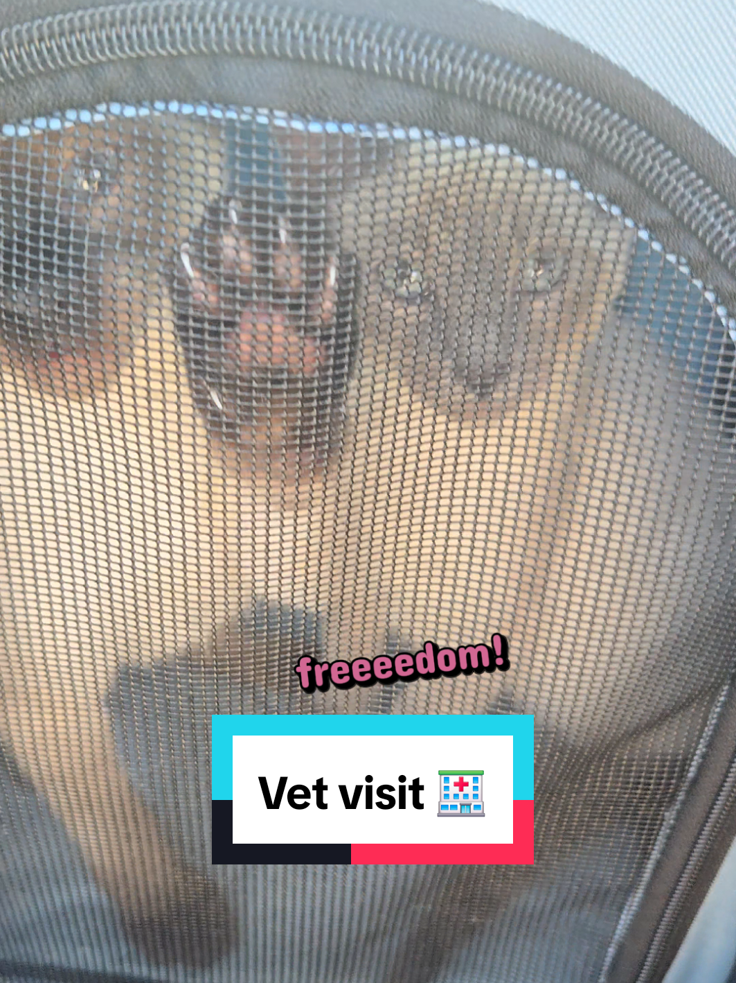 @Brittany's Beauties Kittens
