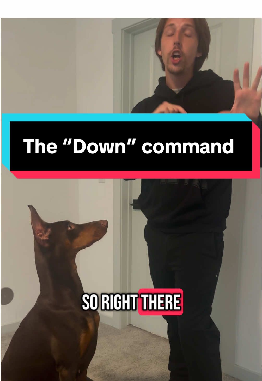 @tylerthek9trainer