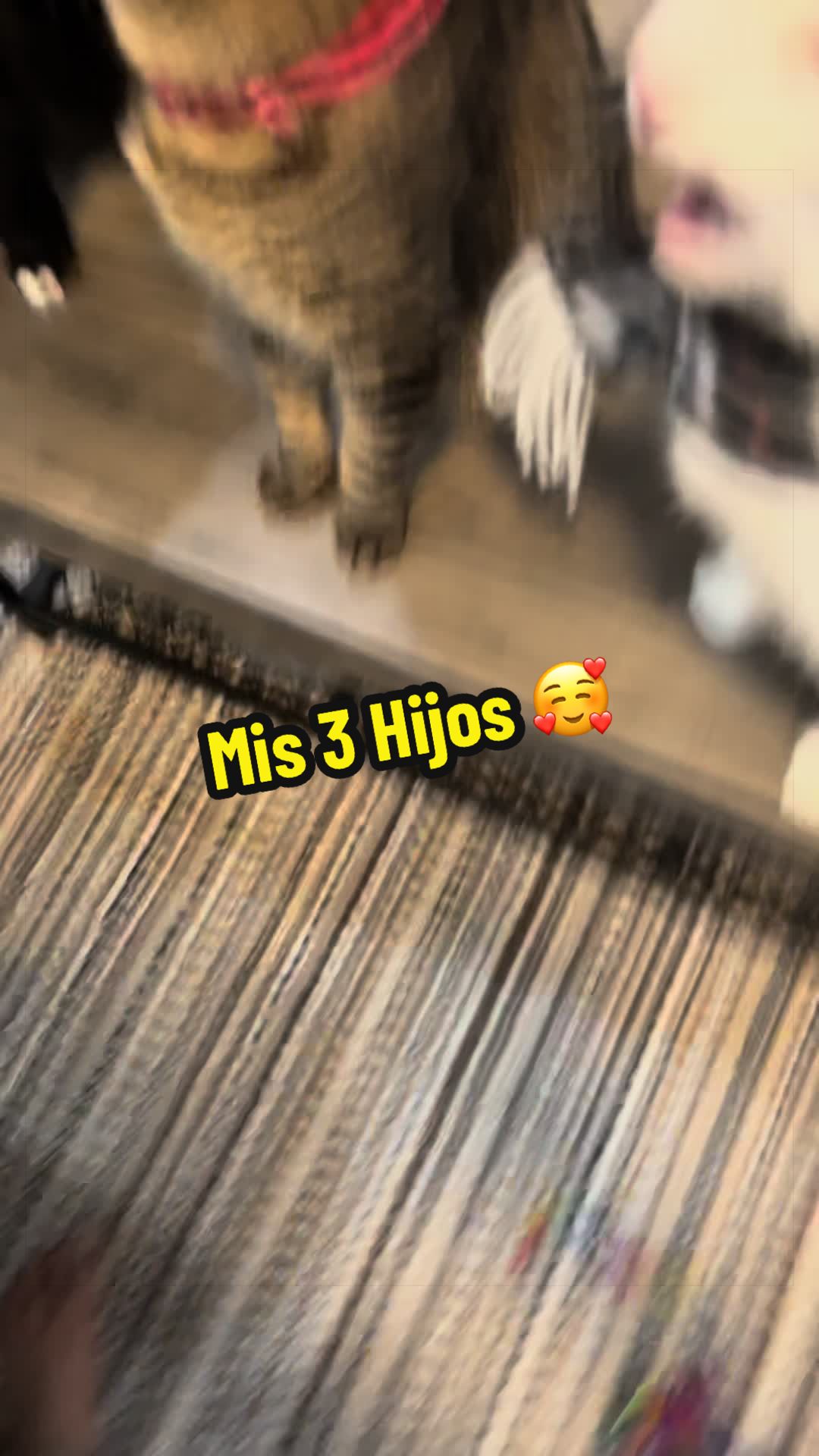 @🦖 MEOWassic CAT😺