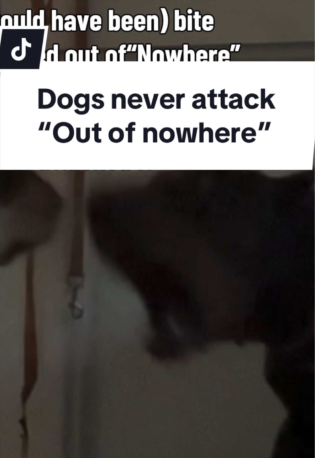 @Kiley - dog trainer
