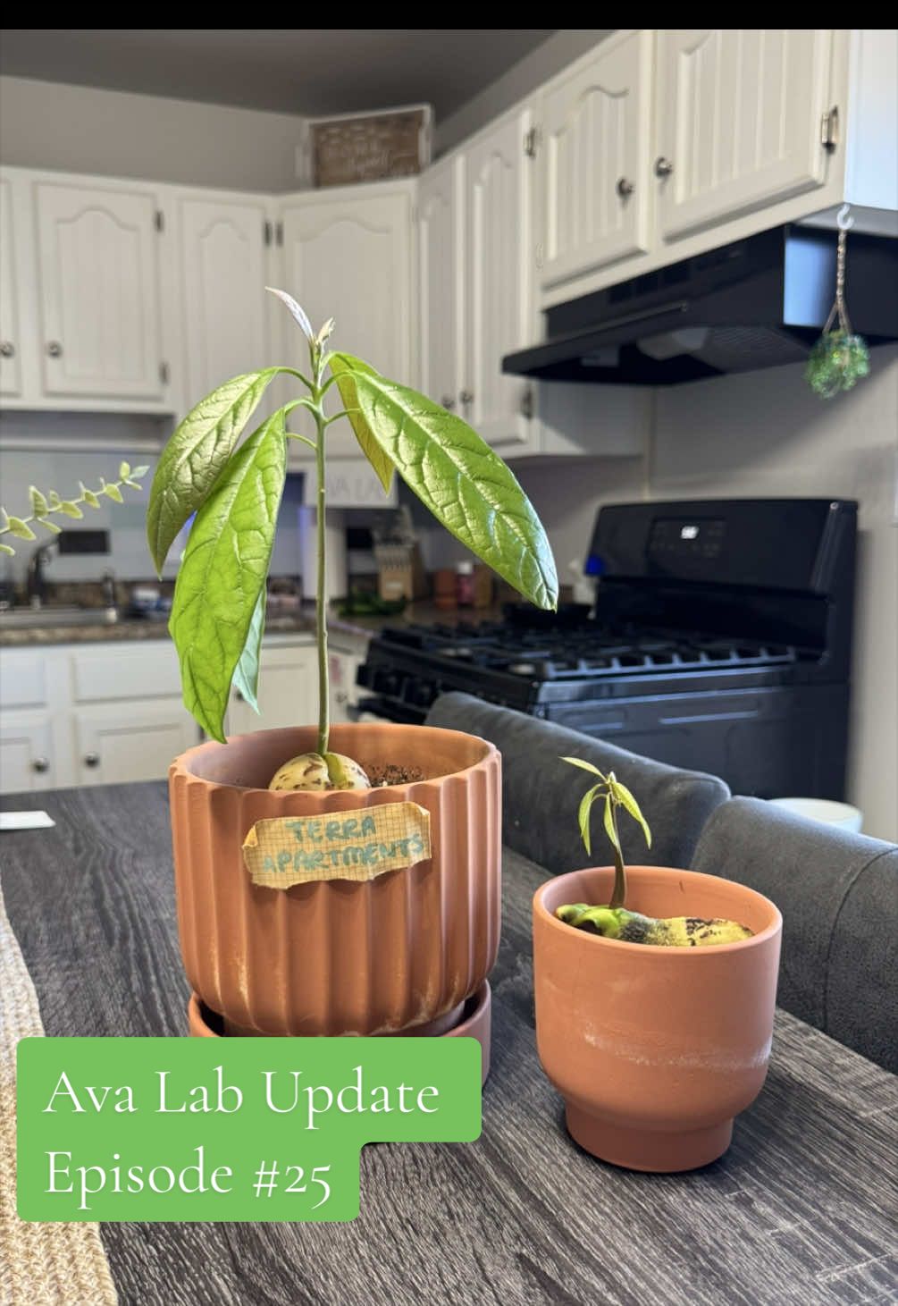 @Niki - Ava&rsquo;s Mom 🥑🌱