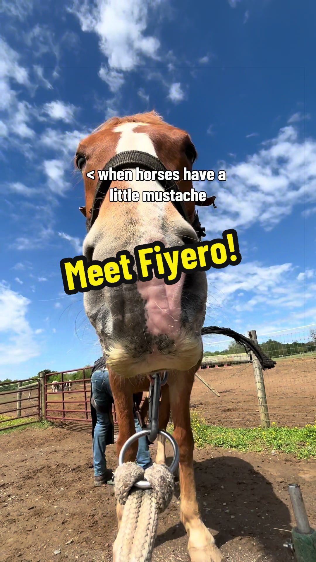 @Days End Farm Horse Rescue
