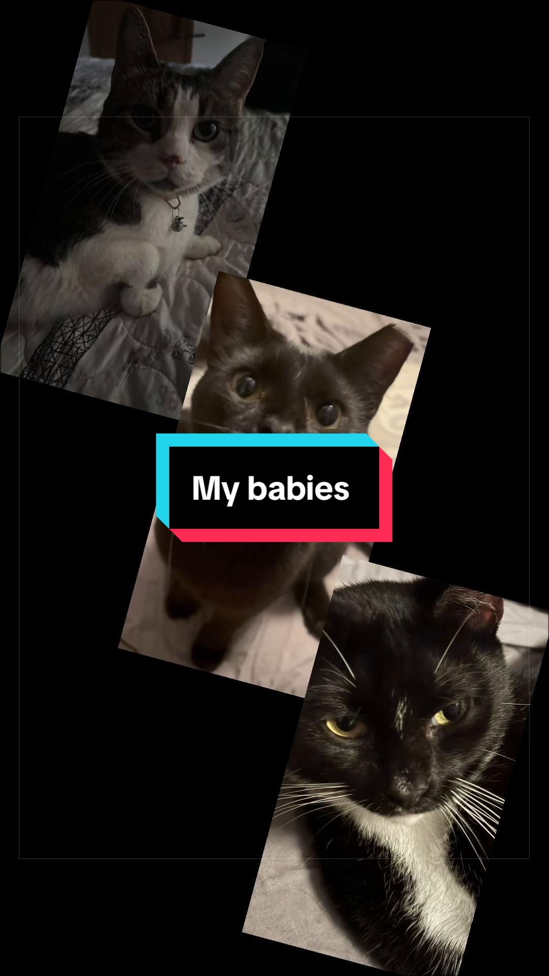 @catlover313official