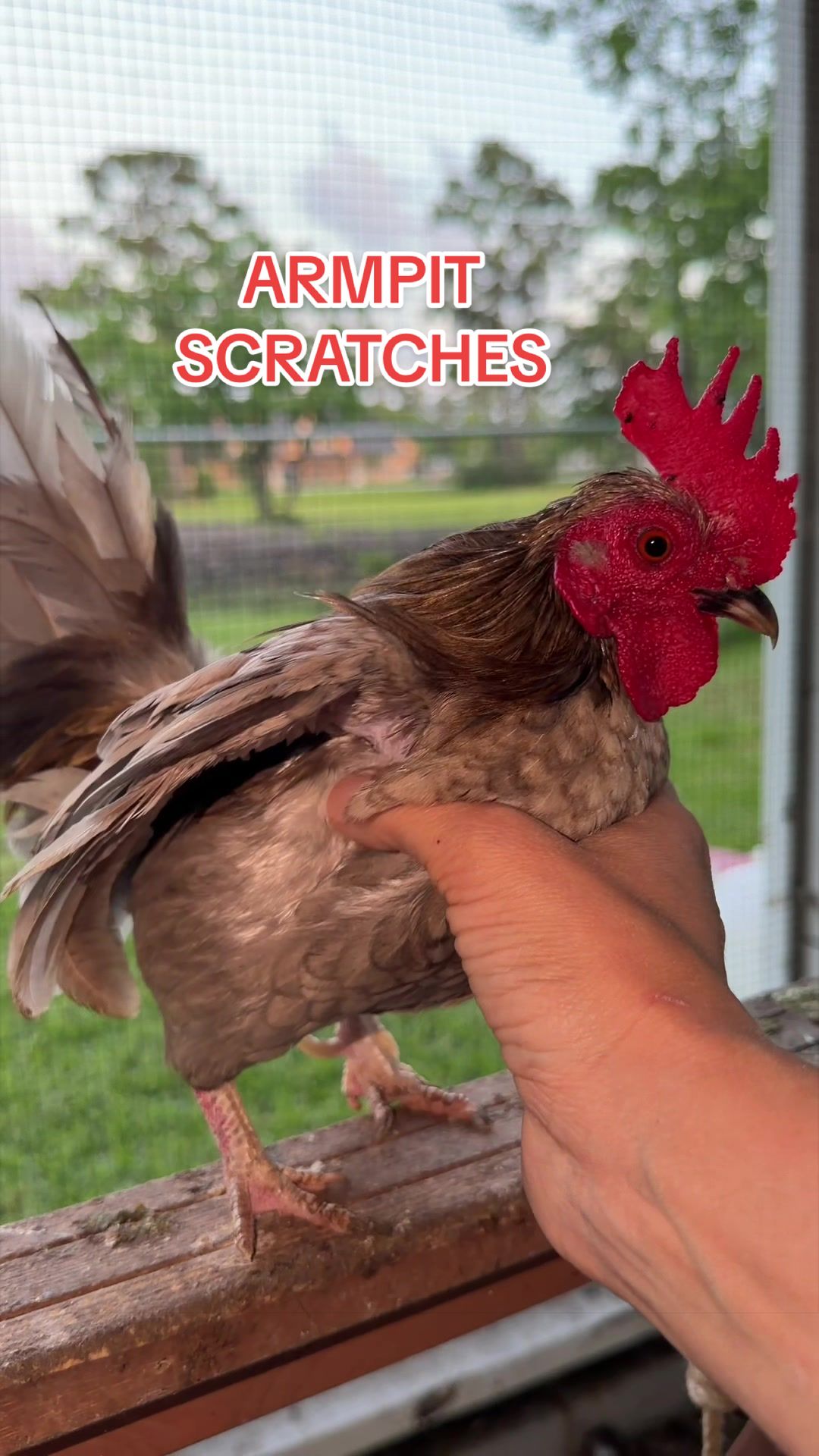 @Gulf Coast Cluckers