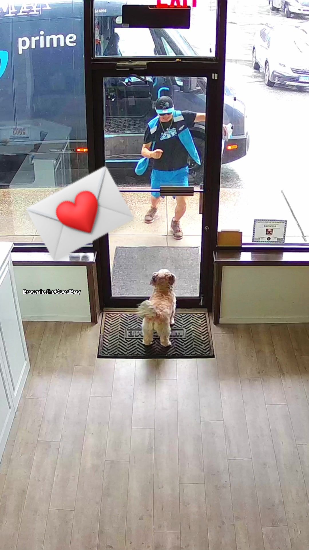 @Brownie #1 Store Dog Greeter