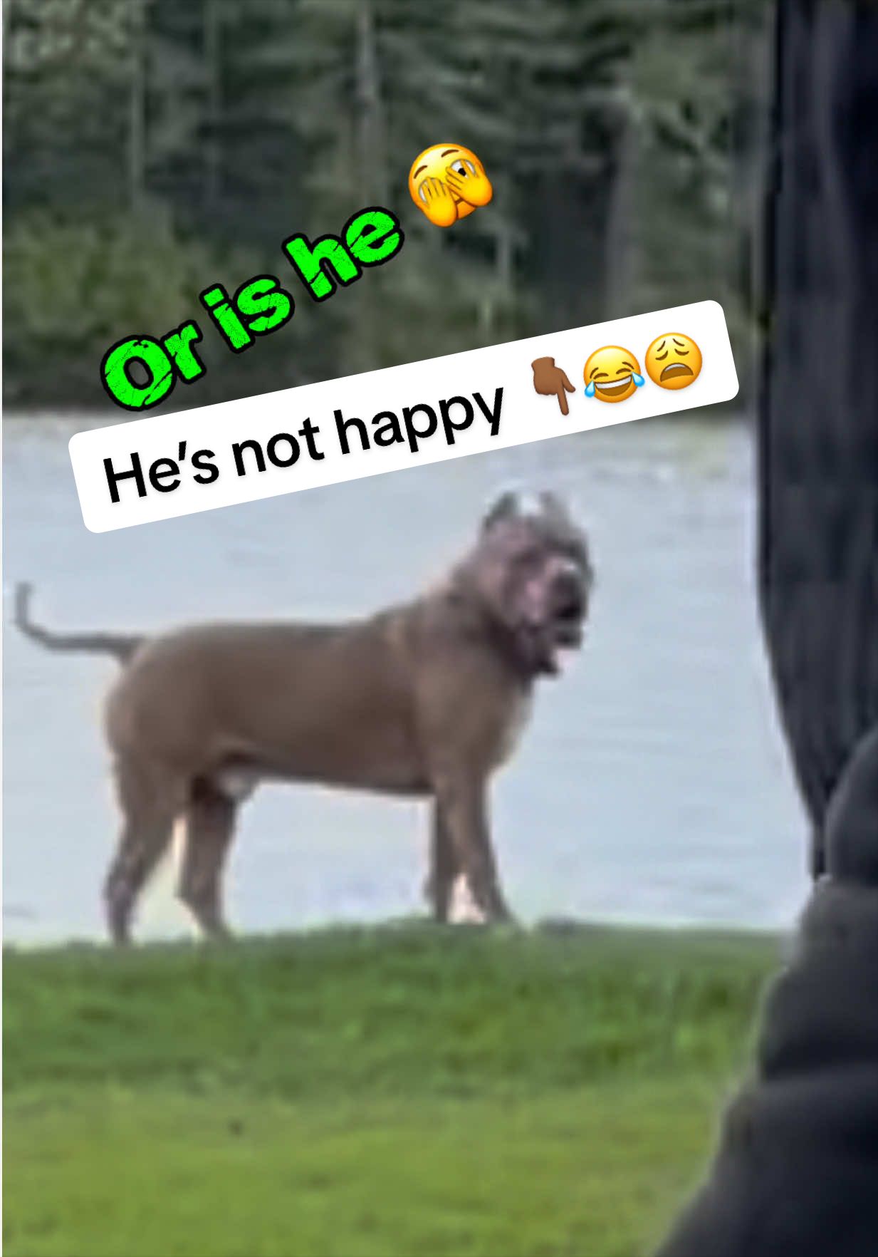 @DarkDynastyK9s
