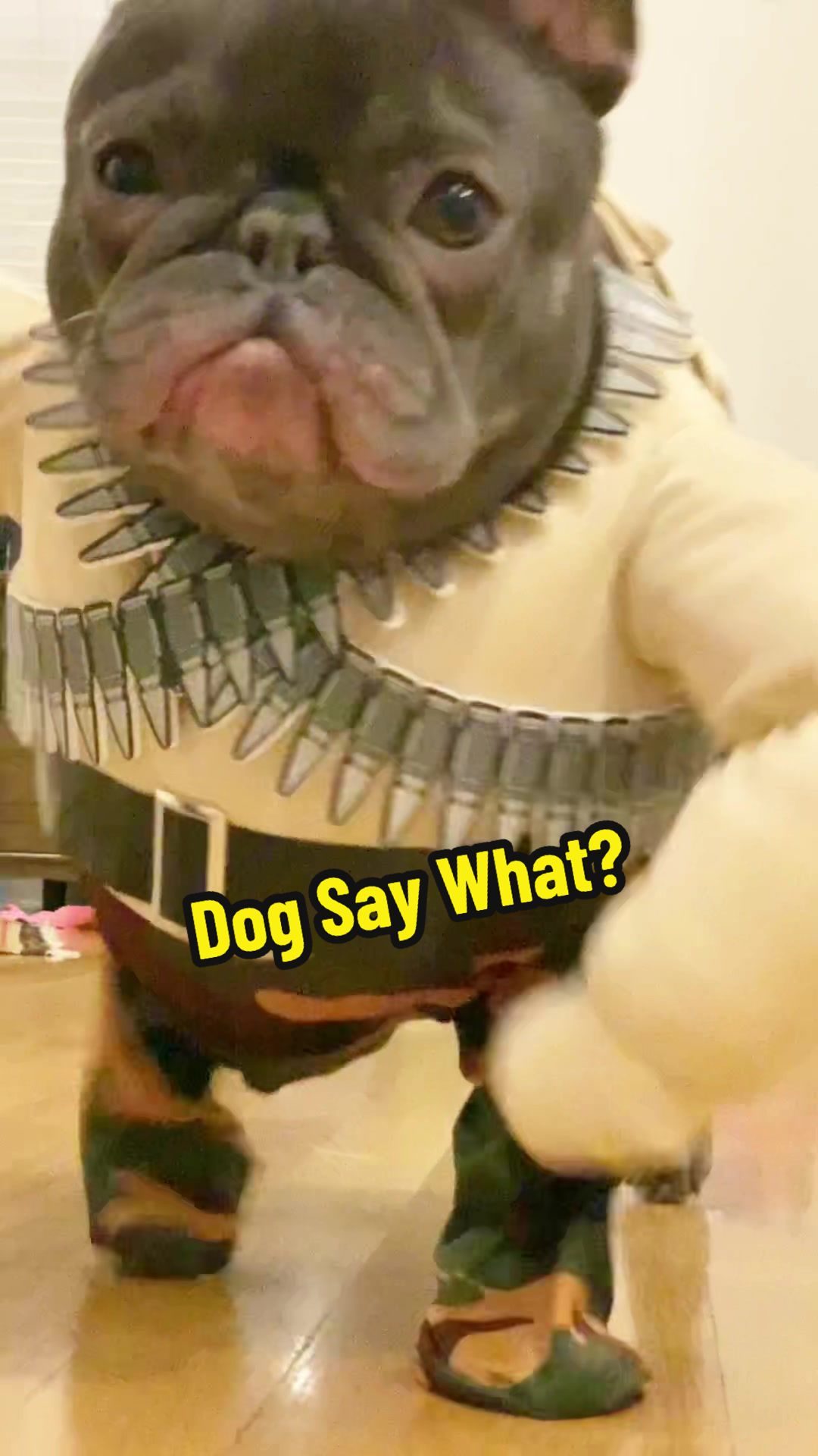 @Lazy Frenchie Daisy 💜
