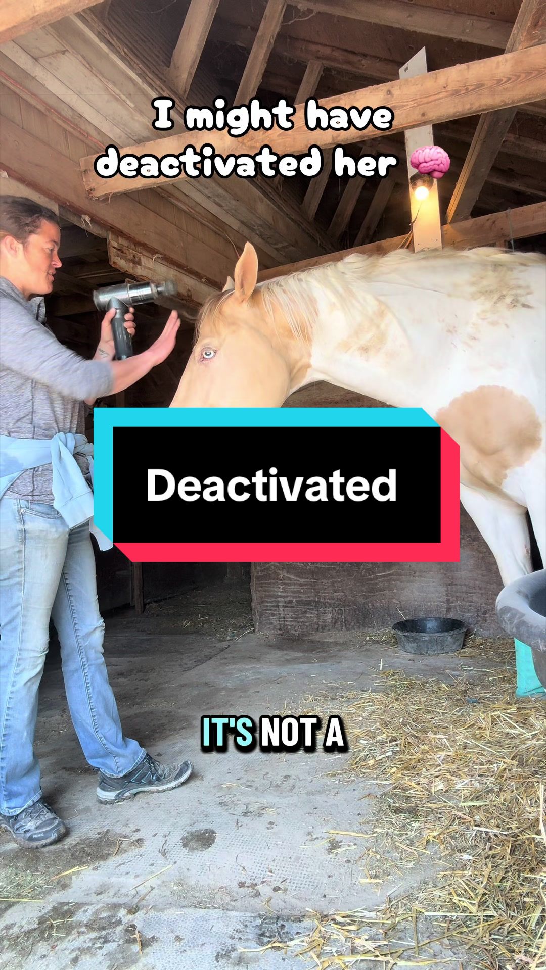 @Sandra&rsquo;s pale herd 🐴