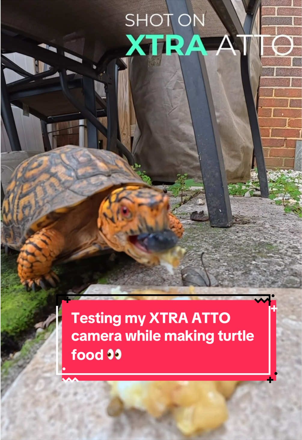 @Eastern Box Turtle