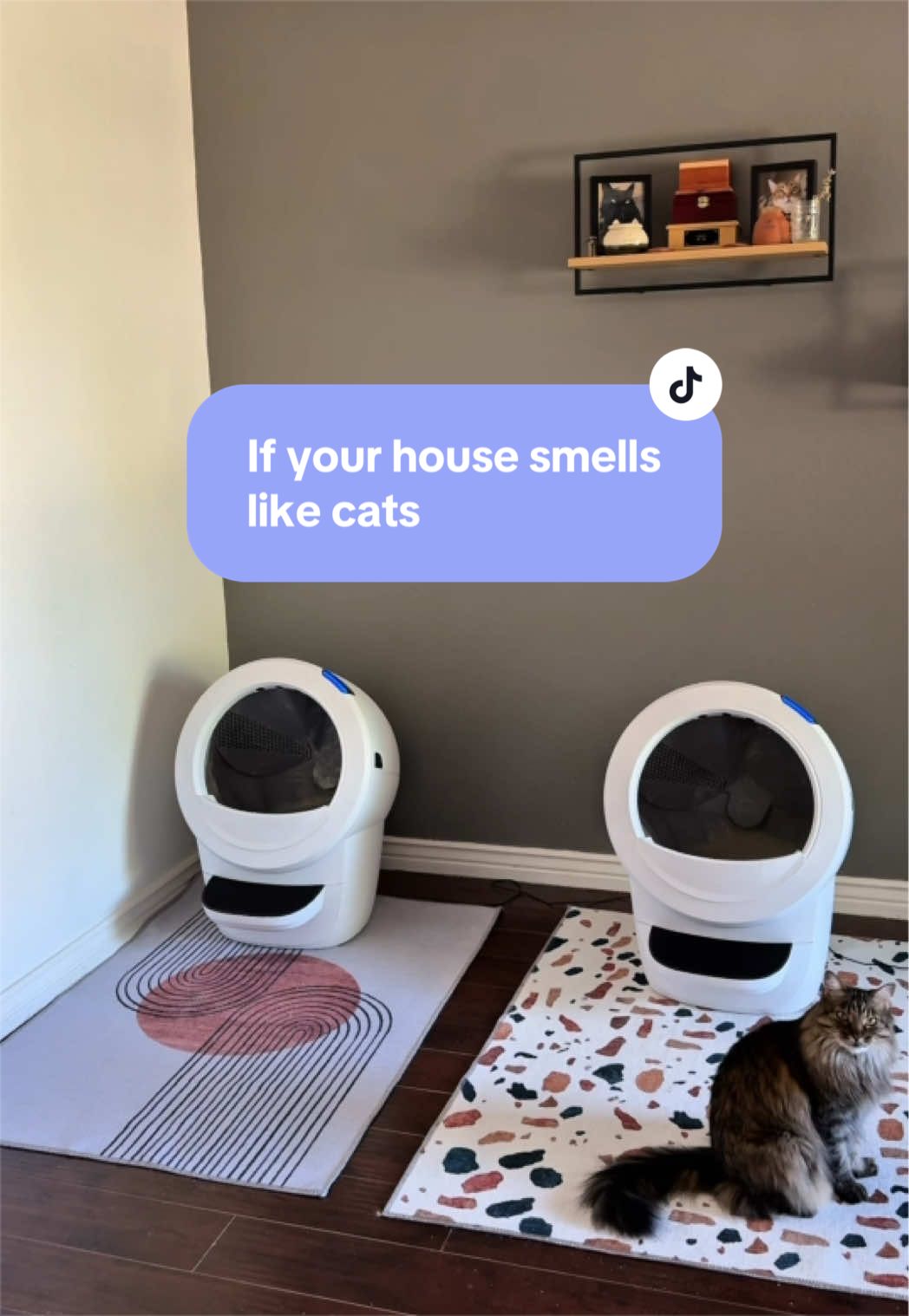 @Feminist Kitty | Cat Nutrition