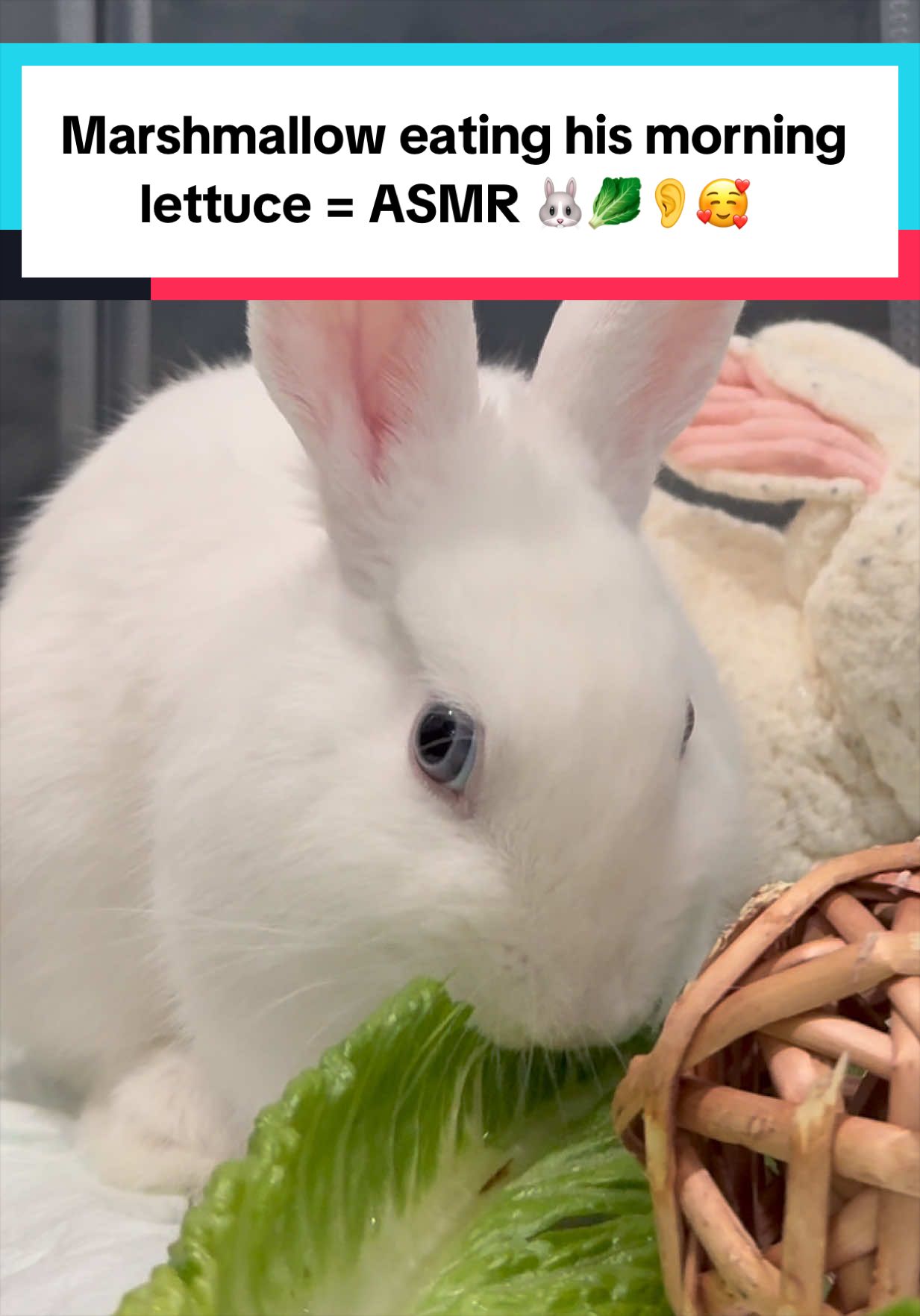 @bunsandhustles