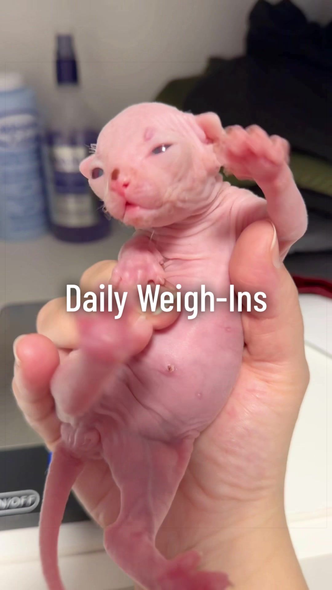 @Boba&rsquo;s Buds Minskin Cats