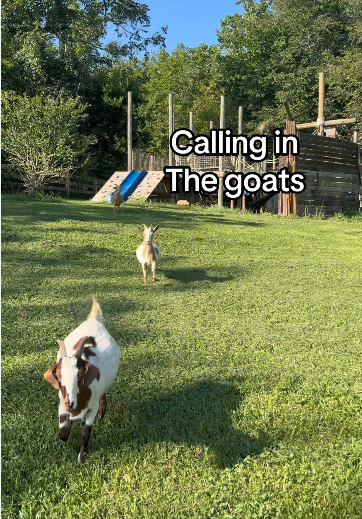 @Marci On The Farm
