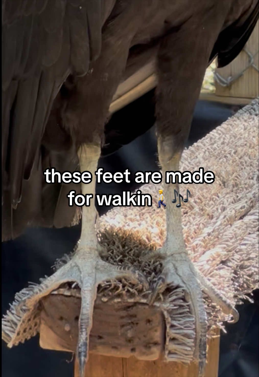 @Carolina Raptor Center
