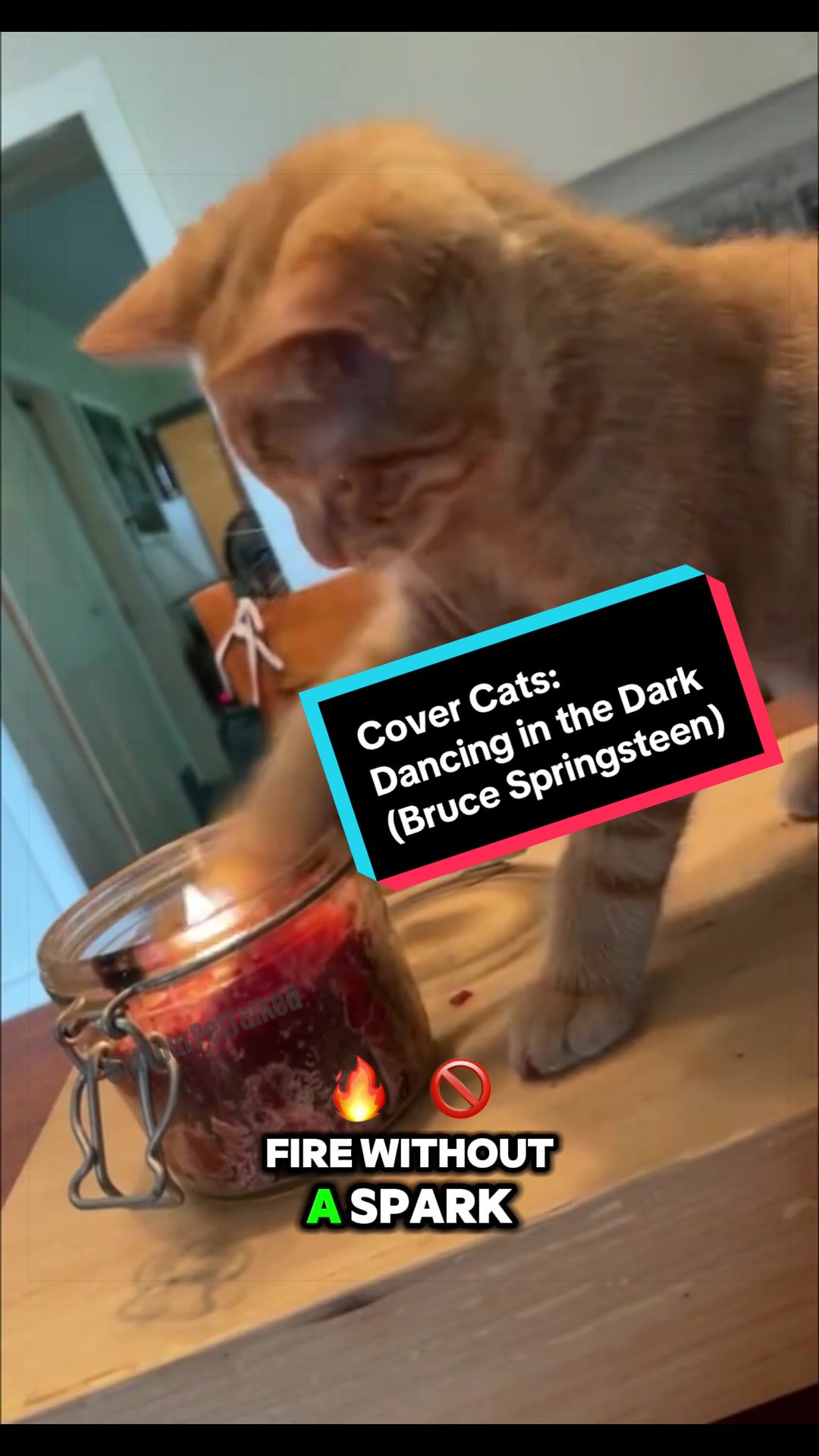 @If Your Pet Talked