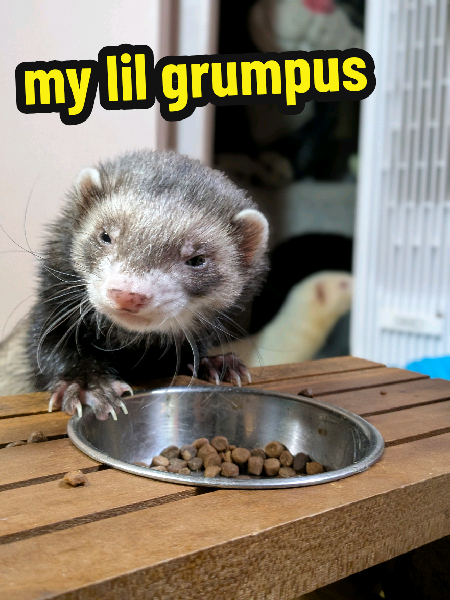 @Chaos Critters