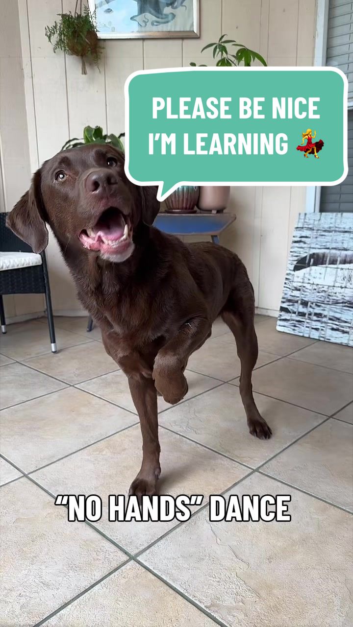 @AmandaT | Your Dog is COOL!