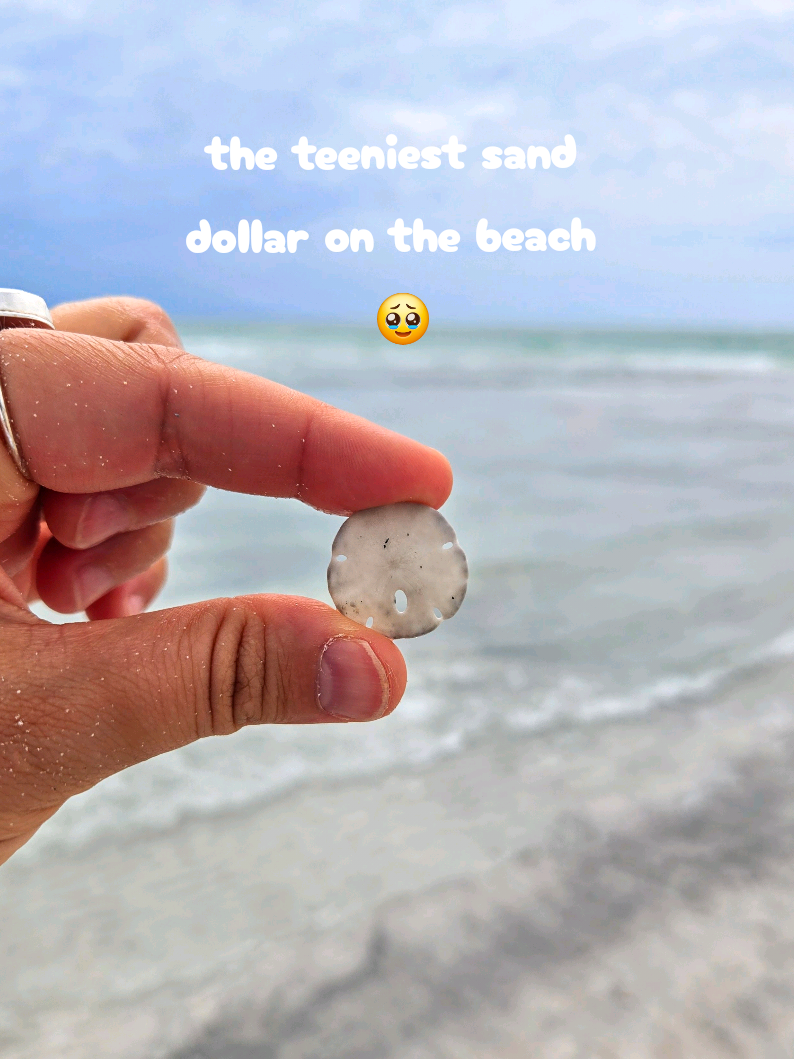 @The Seashell Mermaid ๐