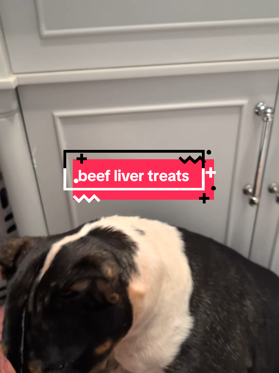 @Chickens & Bullies