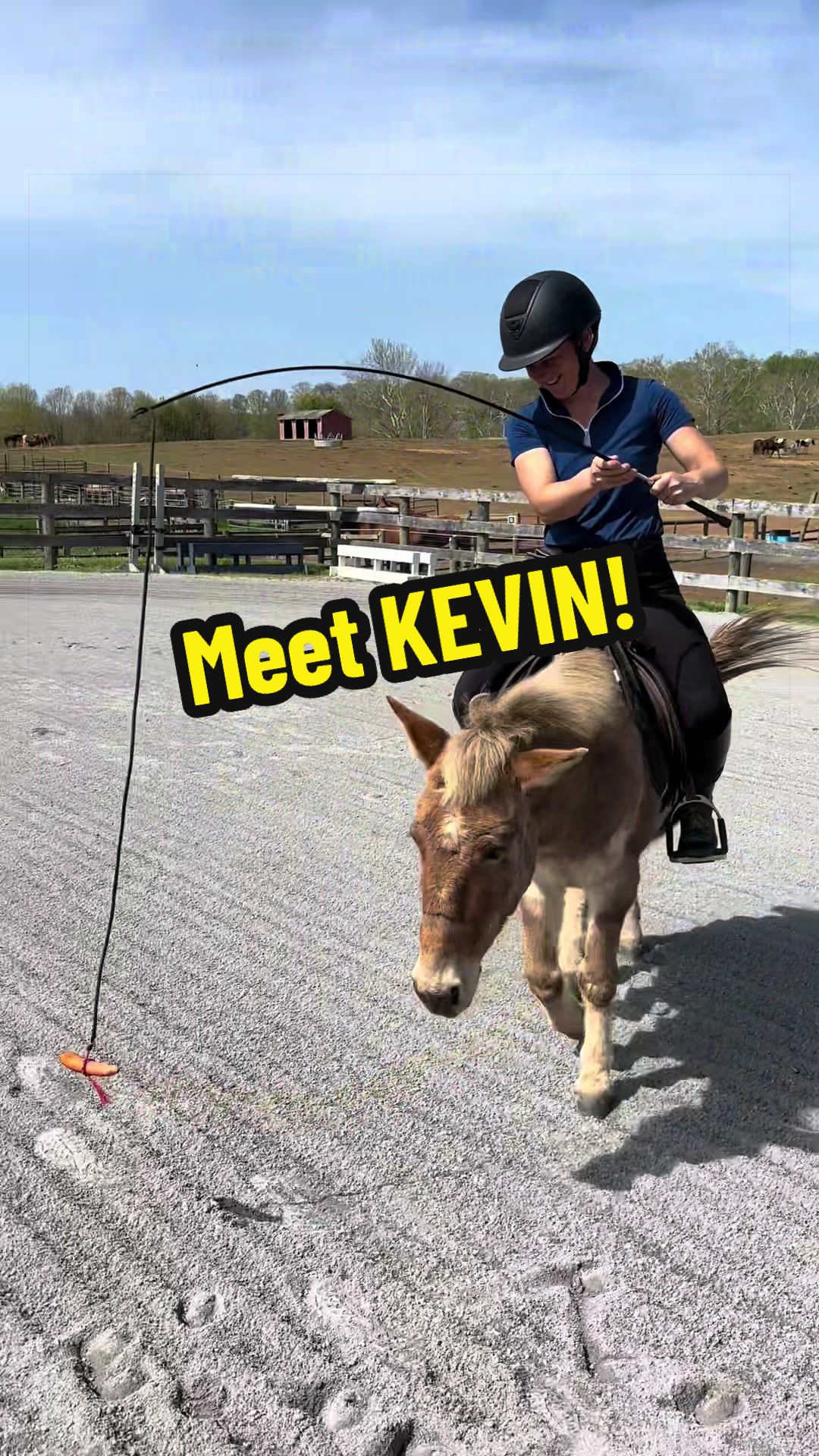 @Days End Farm Horse Rescue