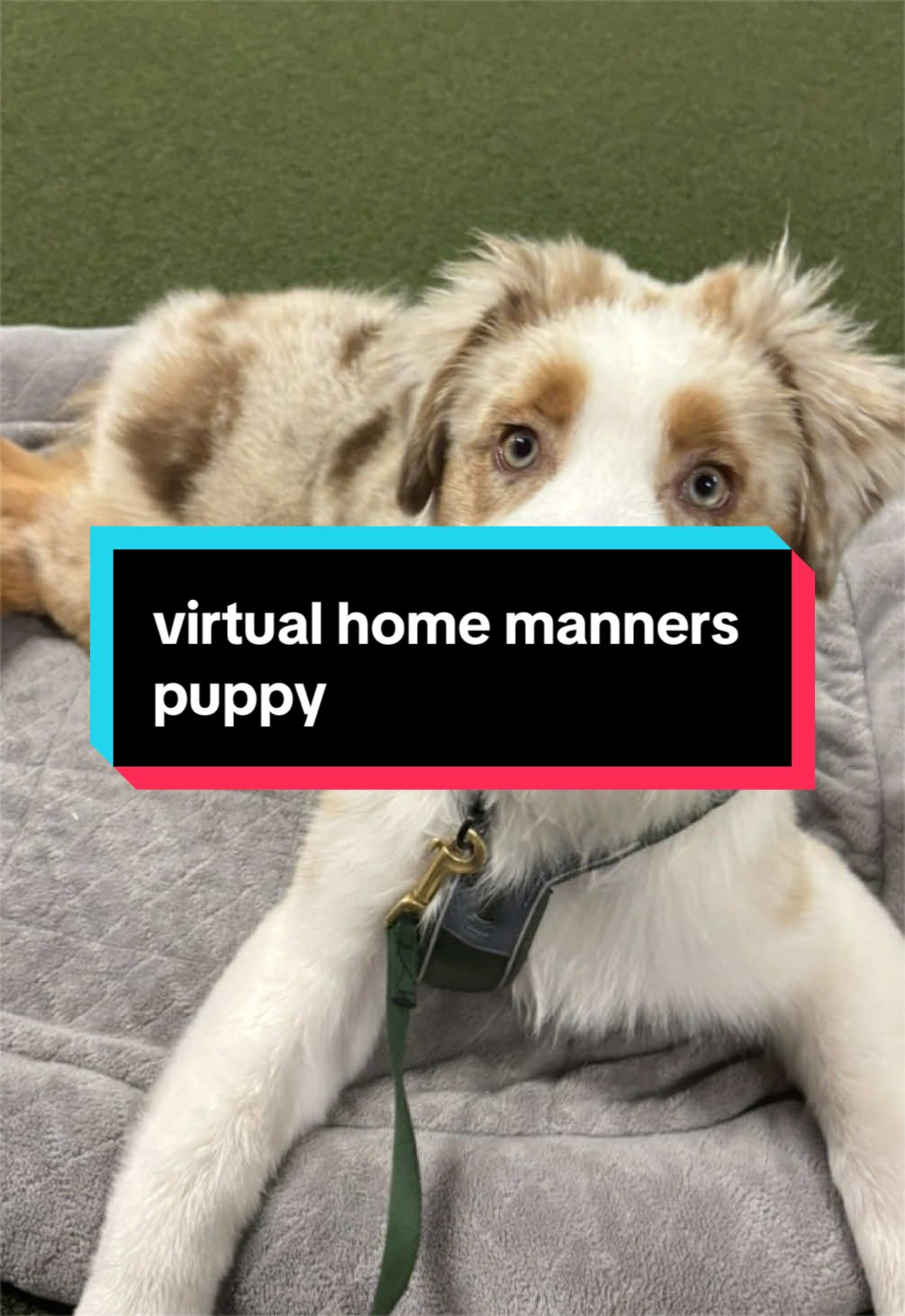 @Beck | Kentucky Dog Trainer