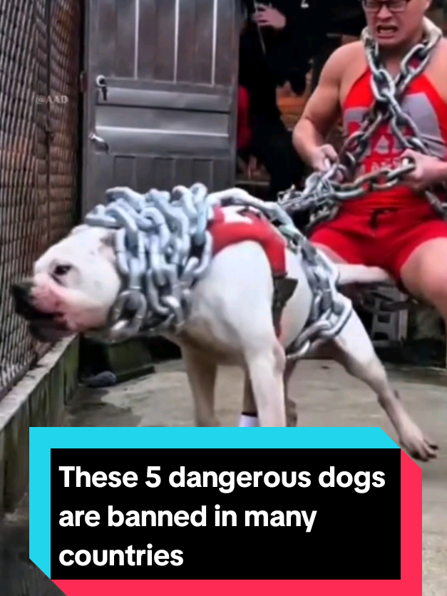 @The pet post