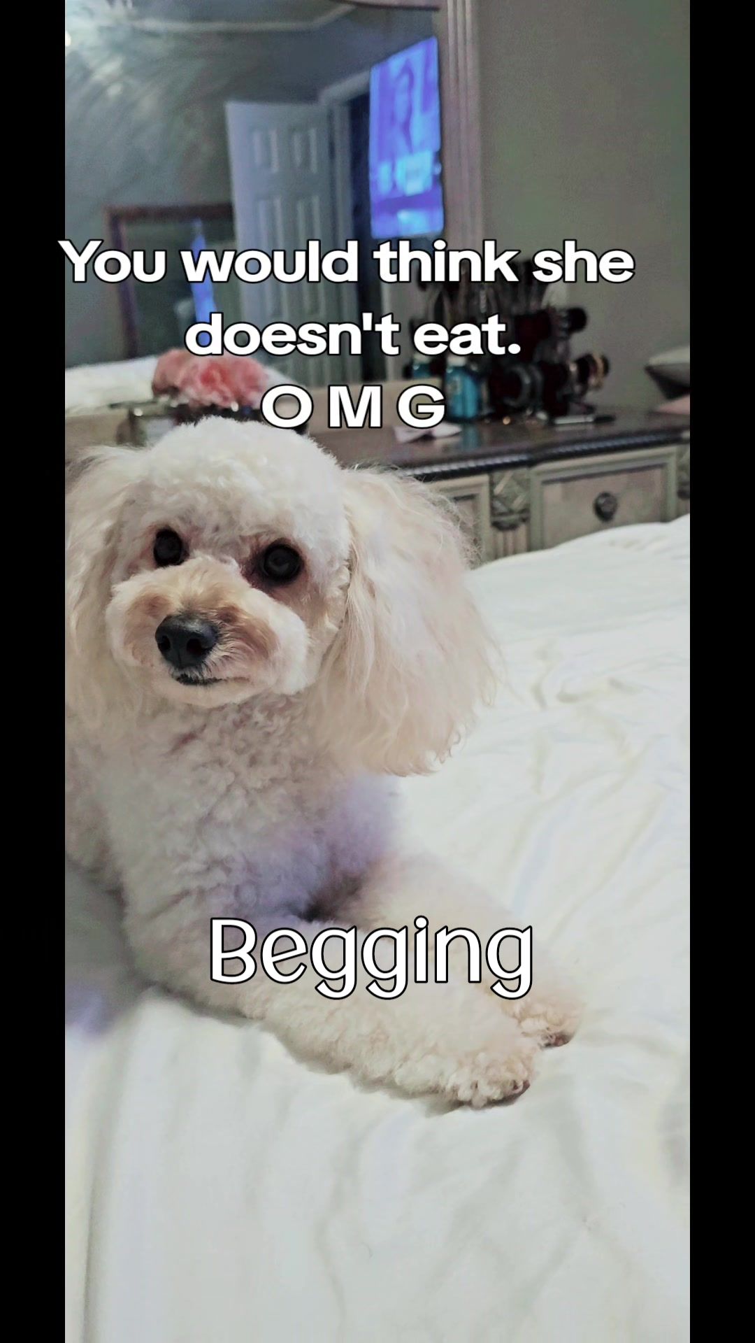 @Summer Rose The Poodle