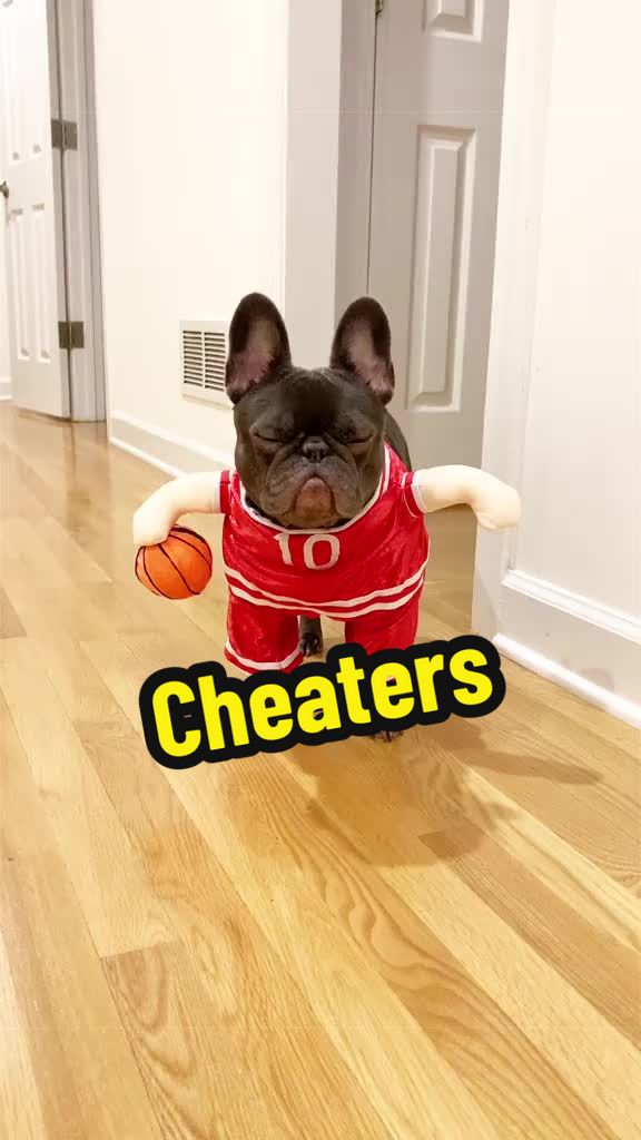 @Lazy Frenchie Daisy 💜