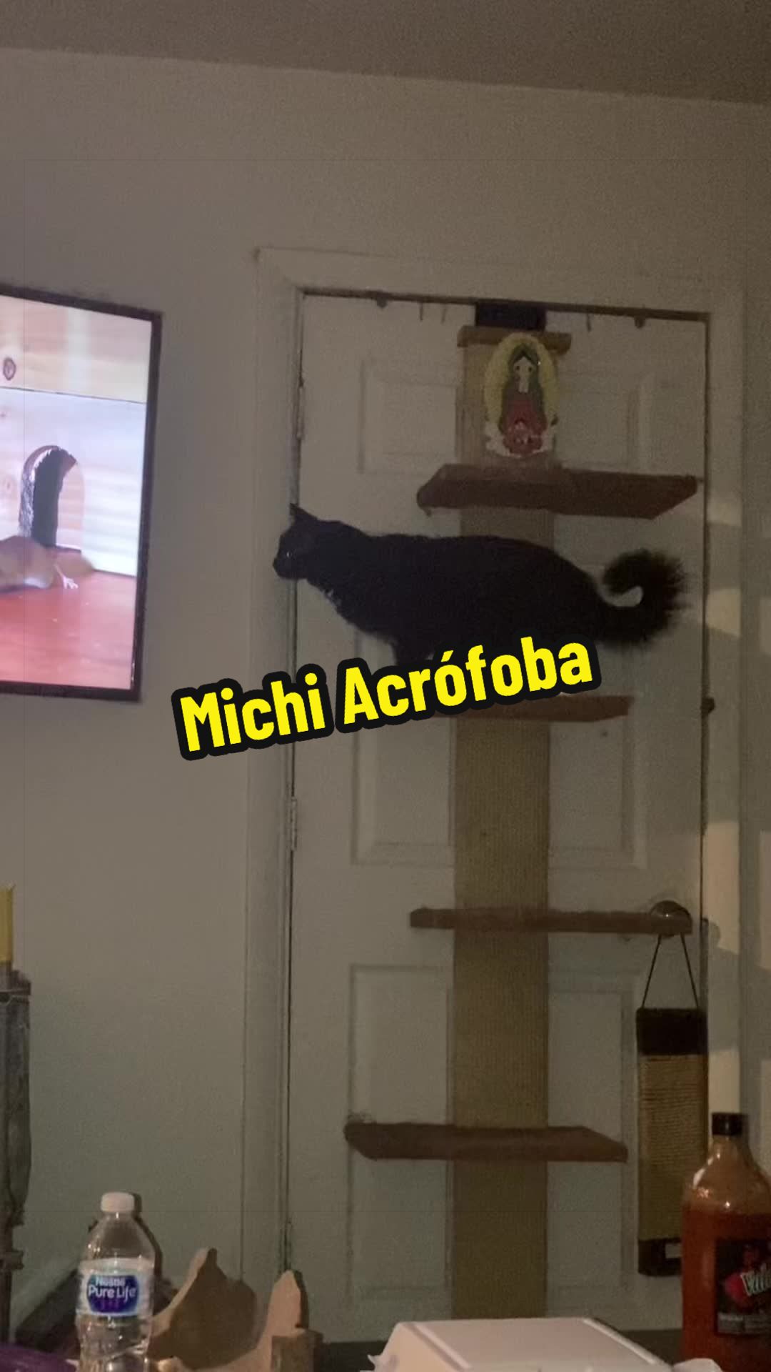 @🦖 MEOWassic World 🌎