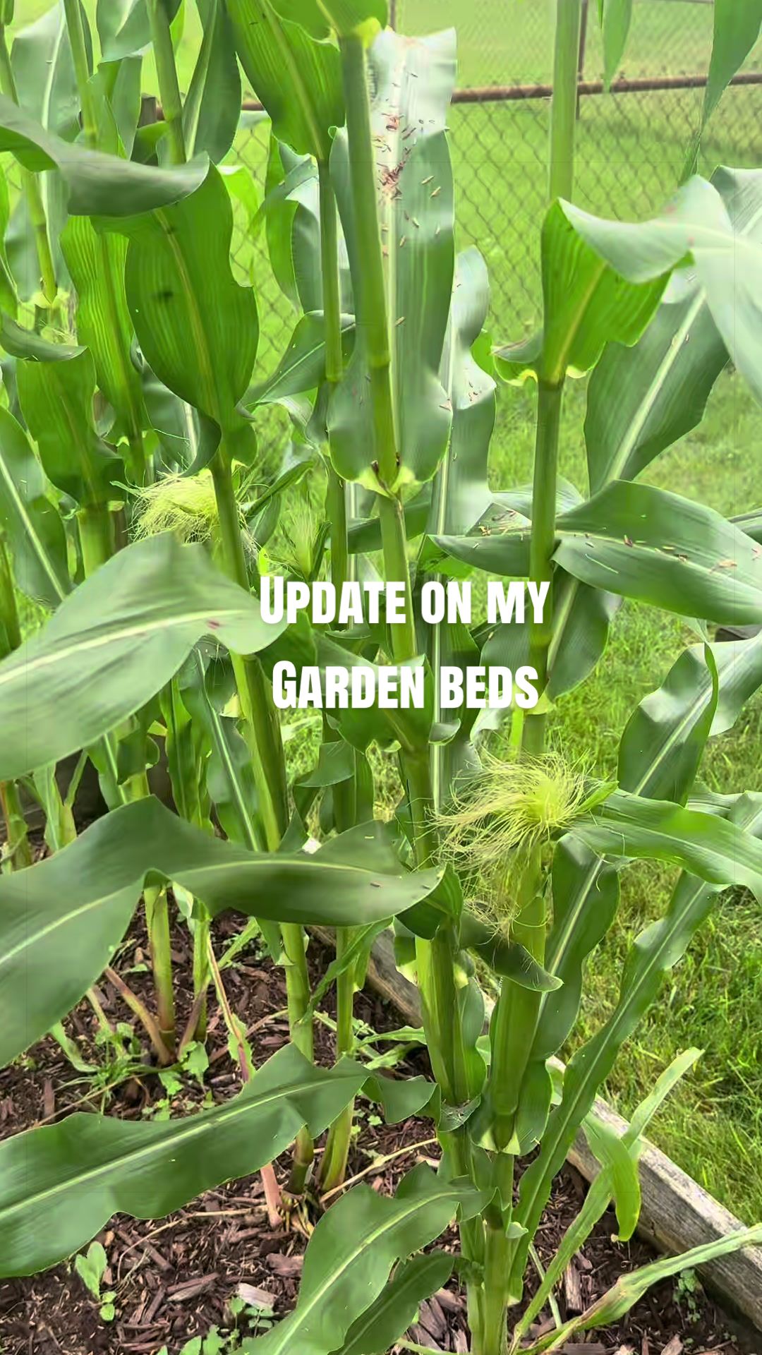 @ladylori_of_plants