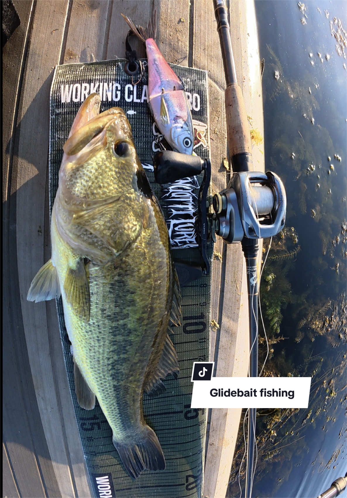 @Lunkerhunter🪵