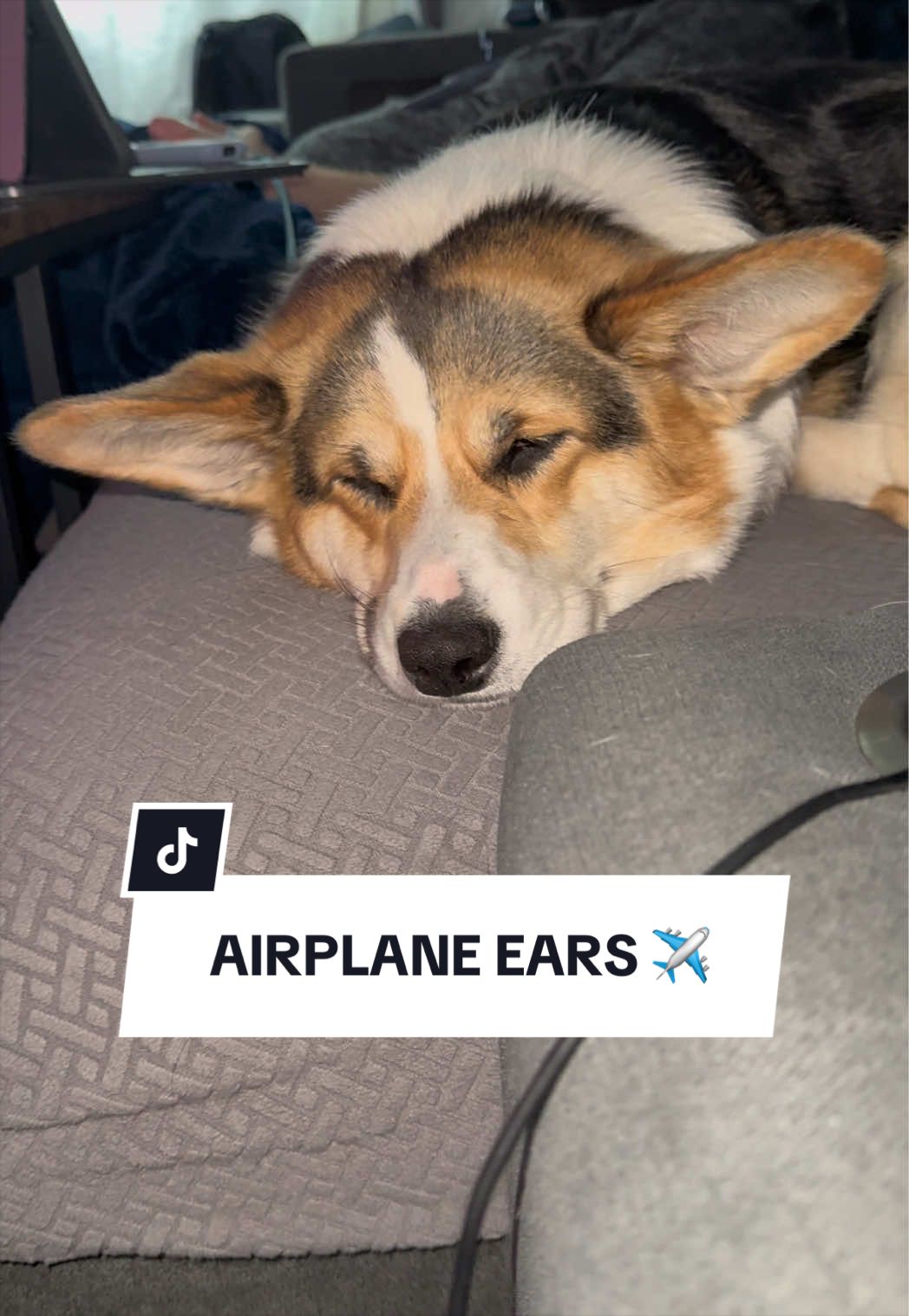 @Cannoli the Corgi