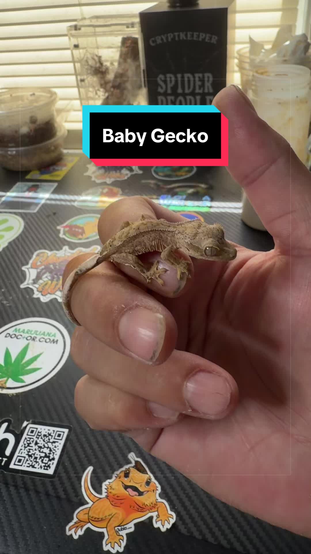 @HTL Exotics