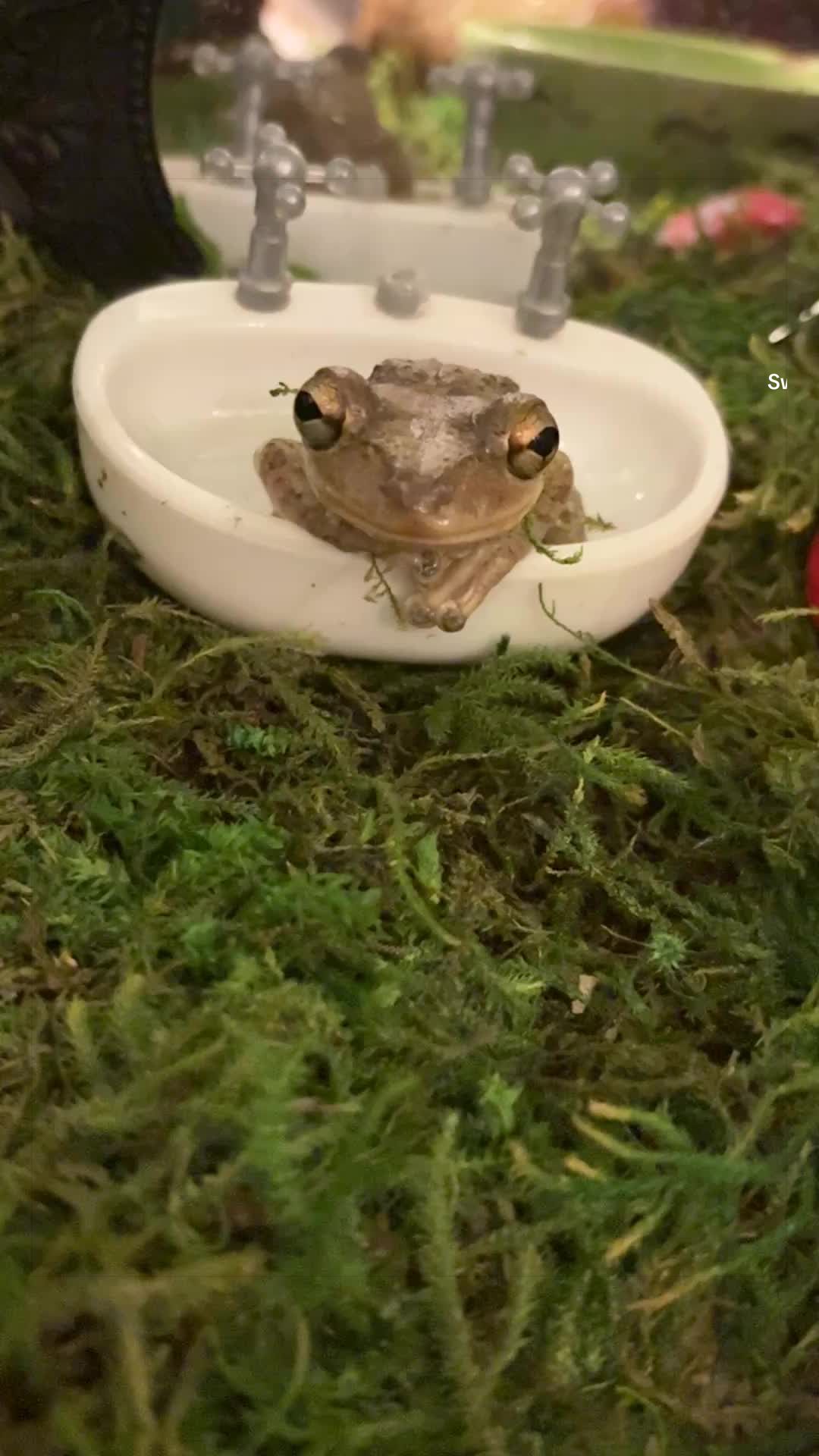 @originalSinkfrog