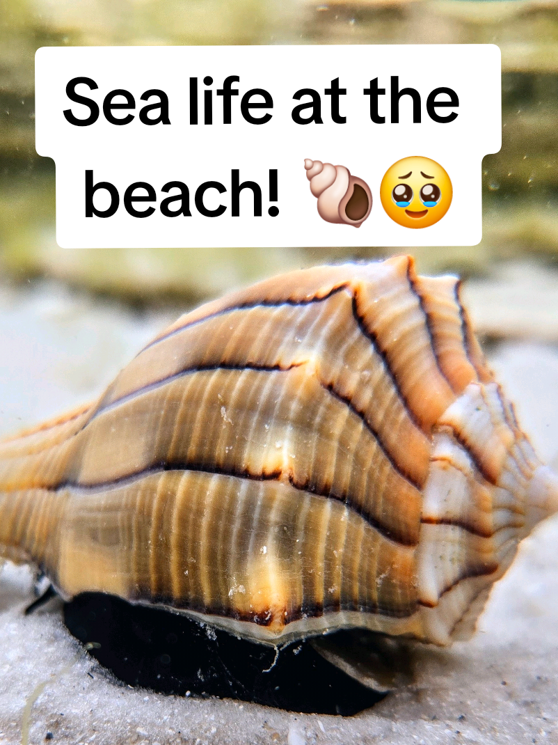 @The Seashell Mermaid 🐚