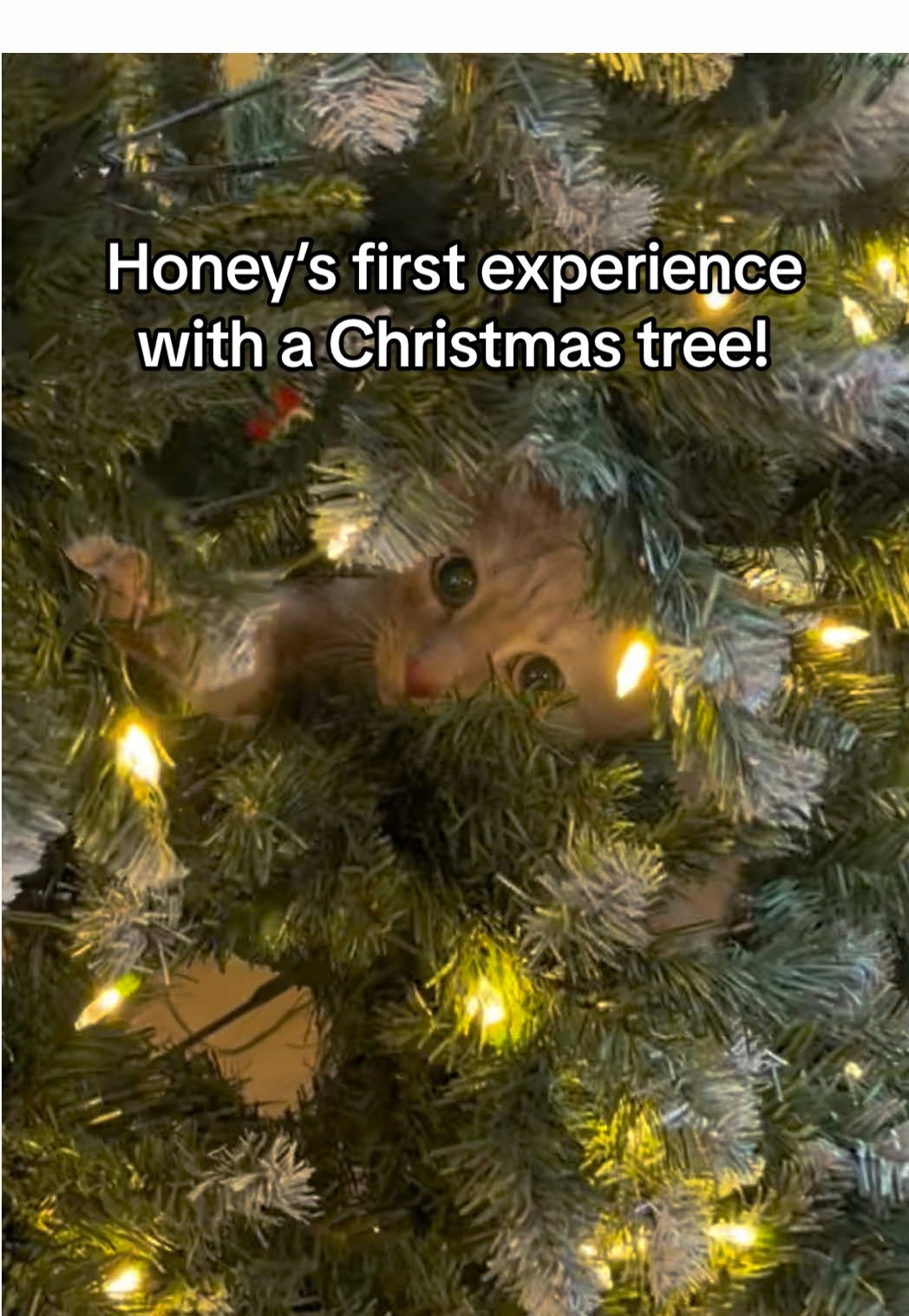 @honeythecat