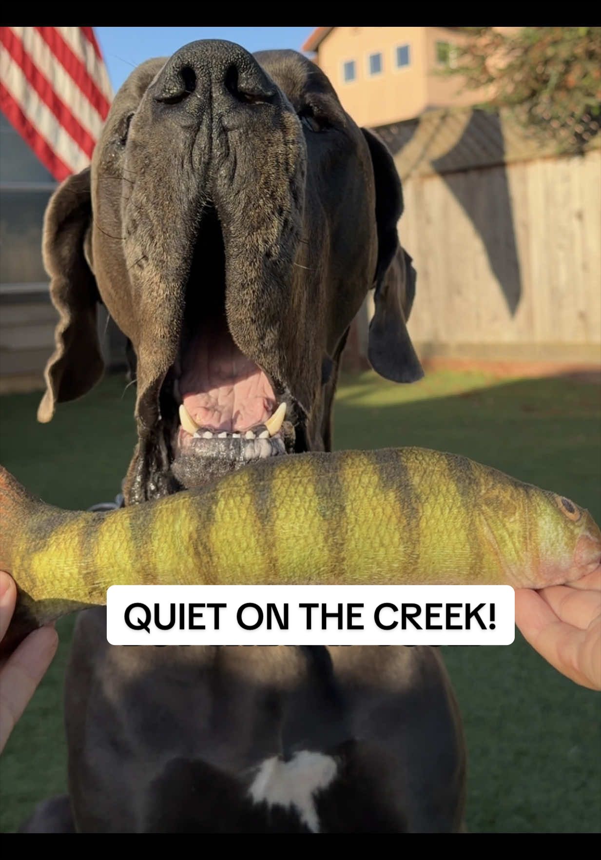 @GUNNER | Great Dane