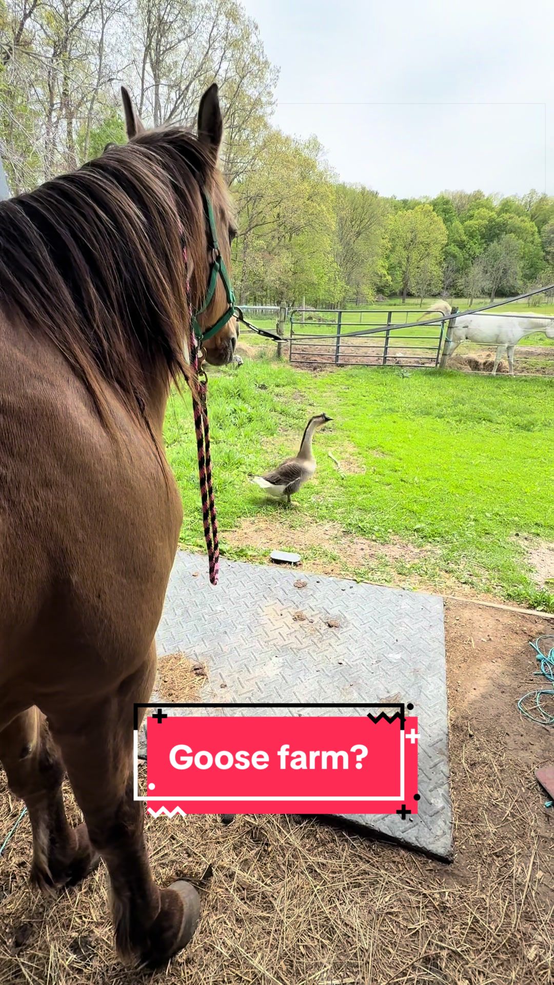 @yourhorseandponyleader