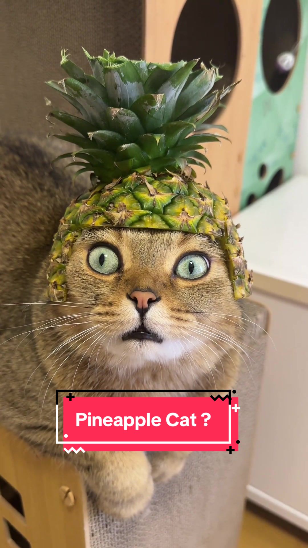 @FurFunDaily