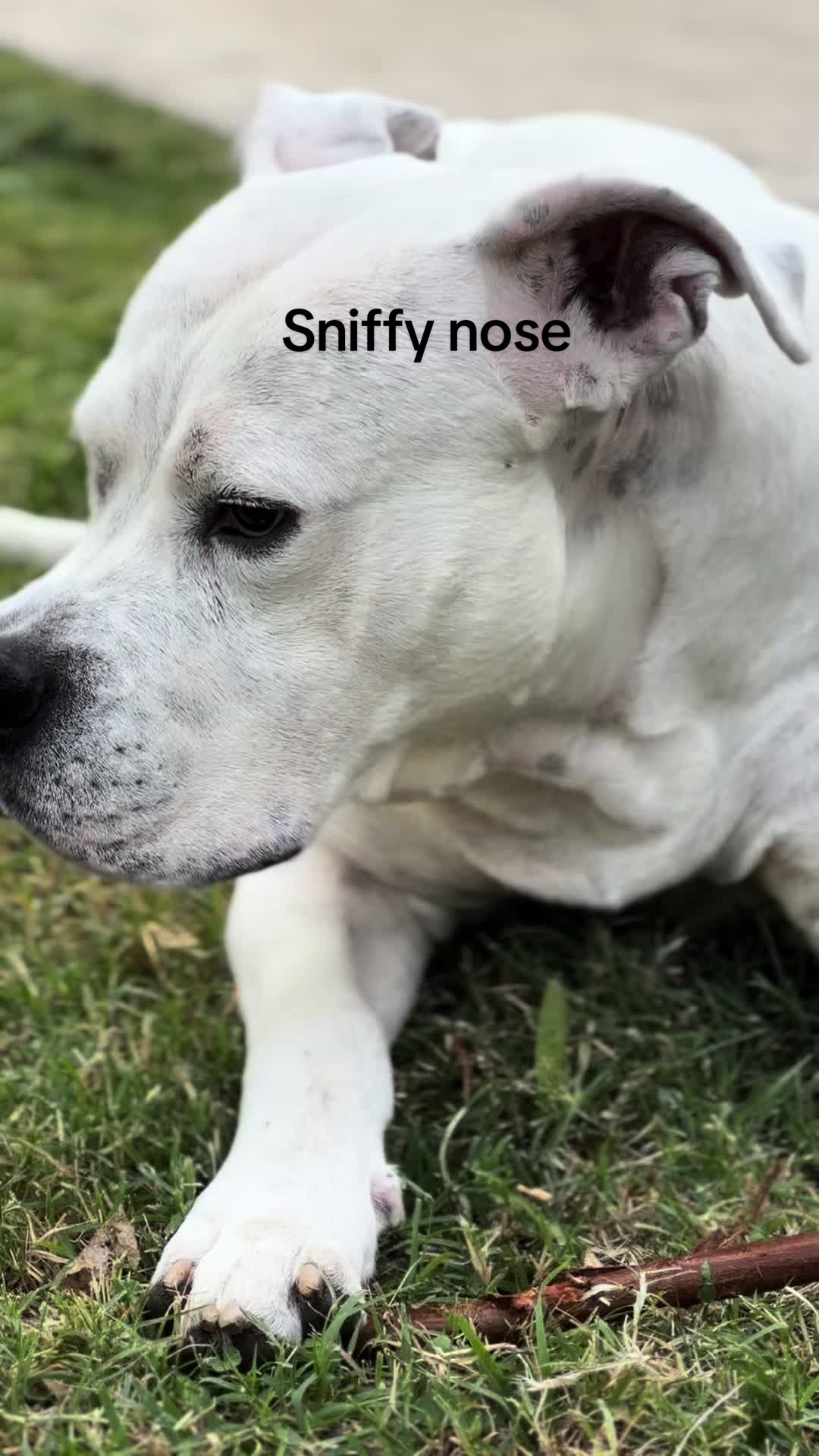 @bo