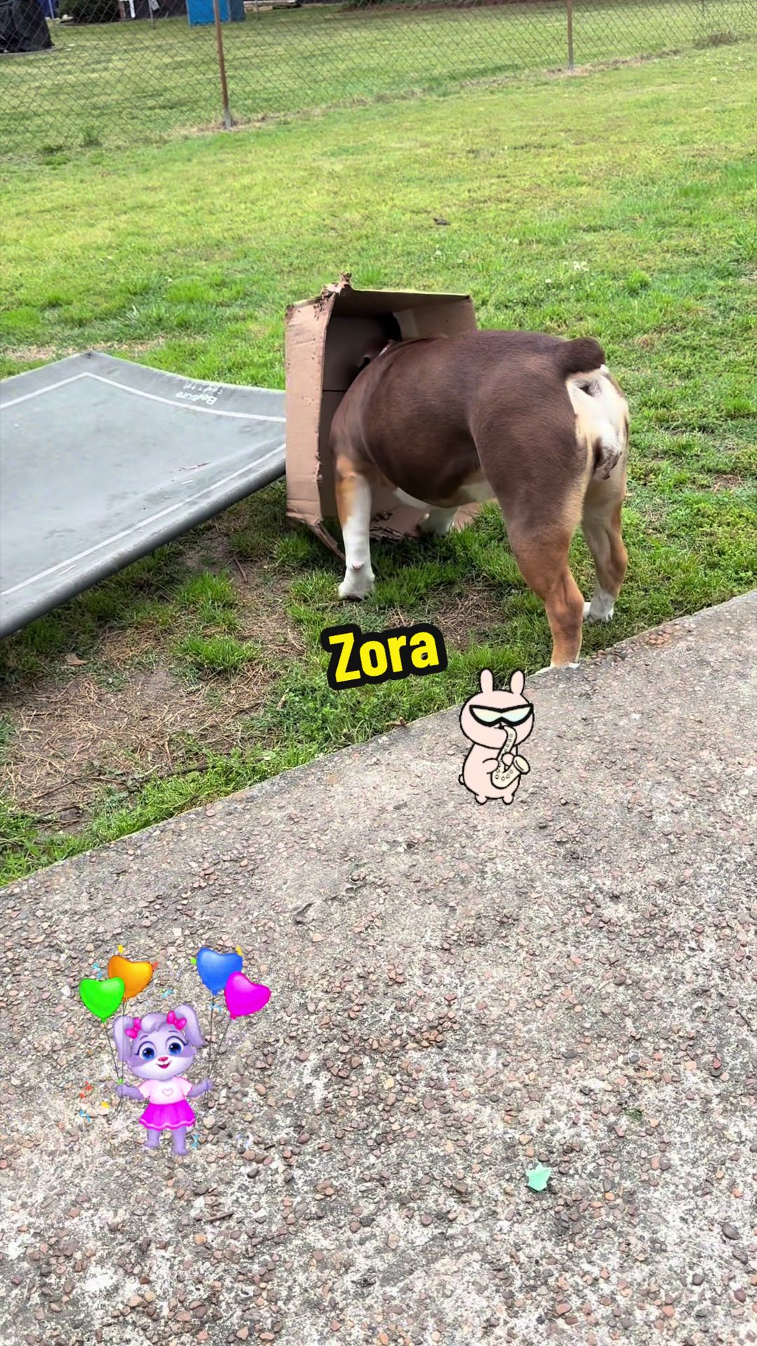 @Zora the bulldog