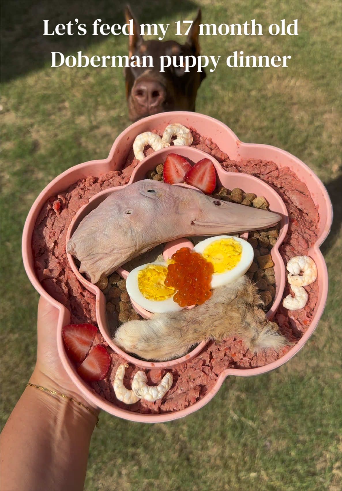 @Nala the Doberman