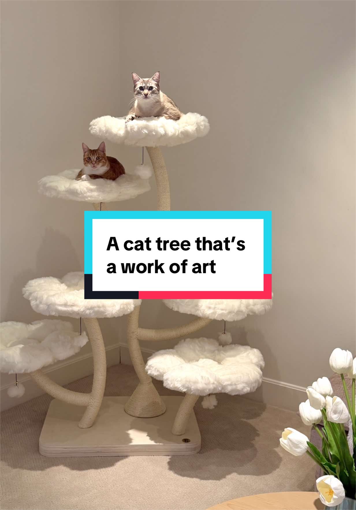 @Mariah | Cat Mom
