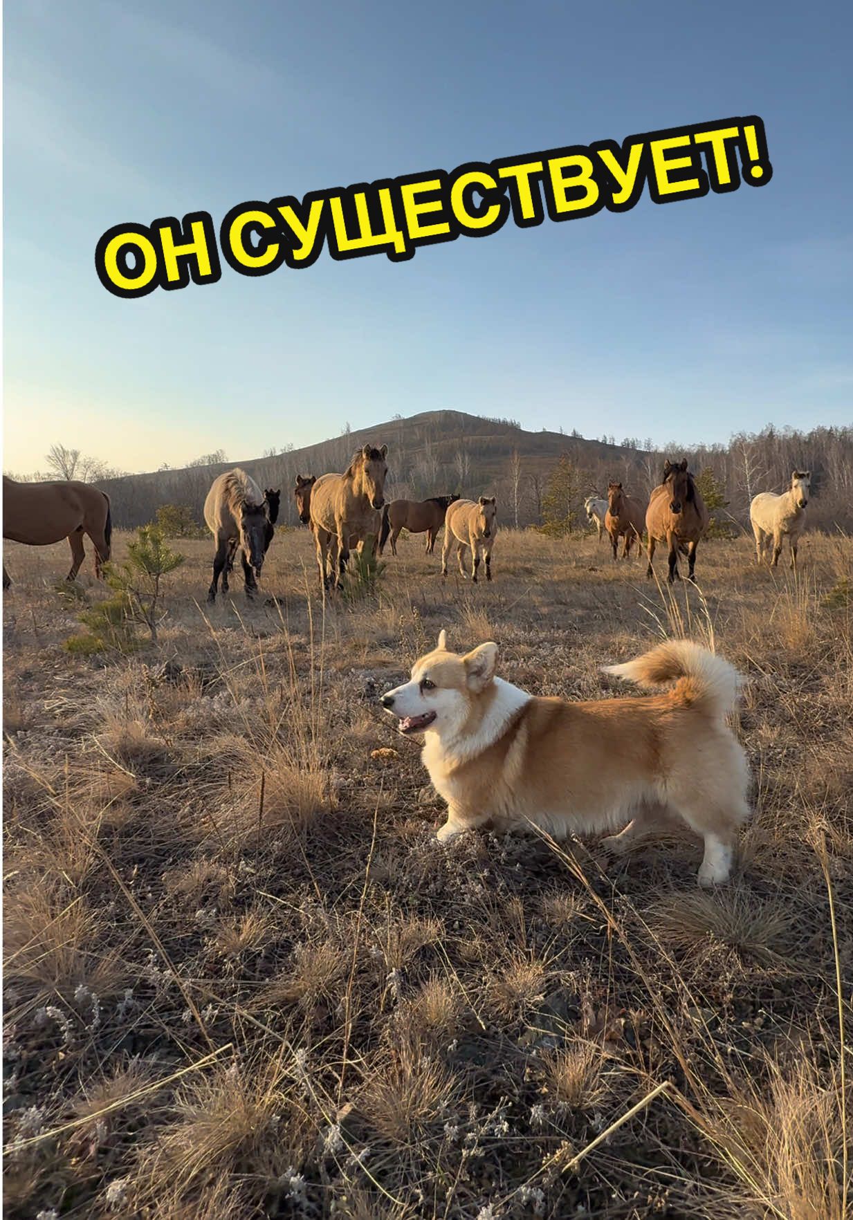 @Пёс Михалыча